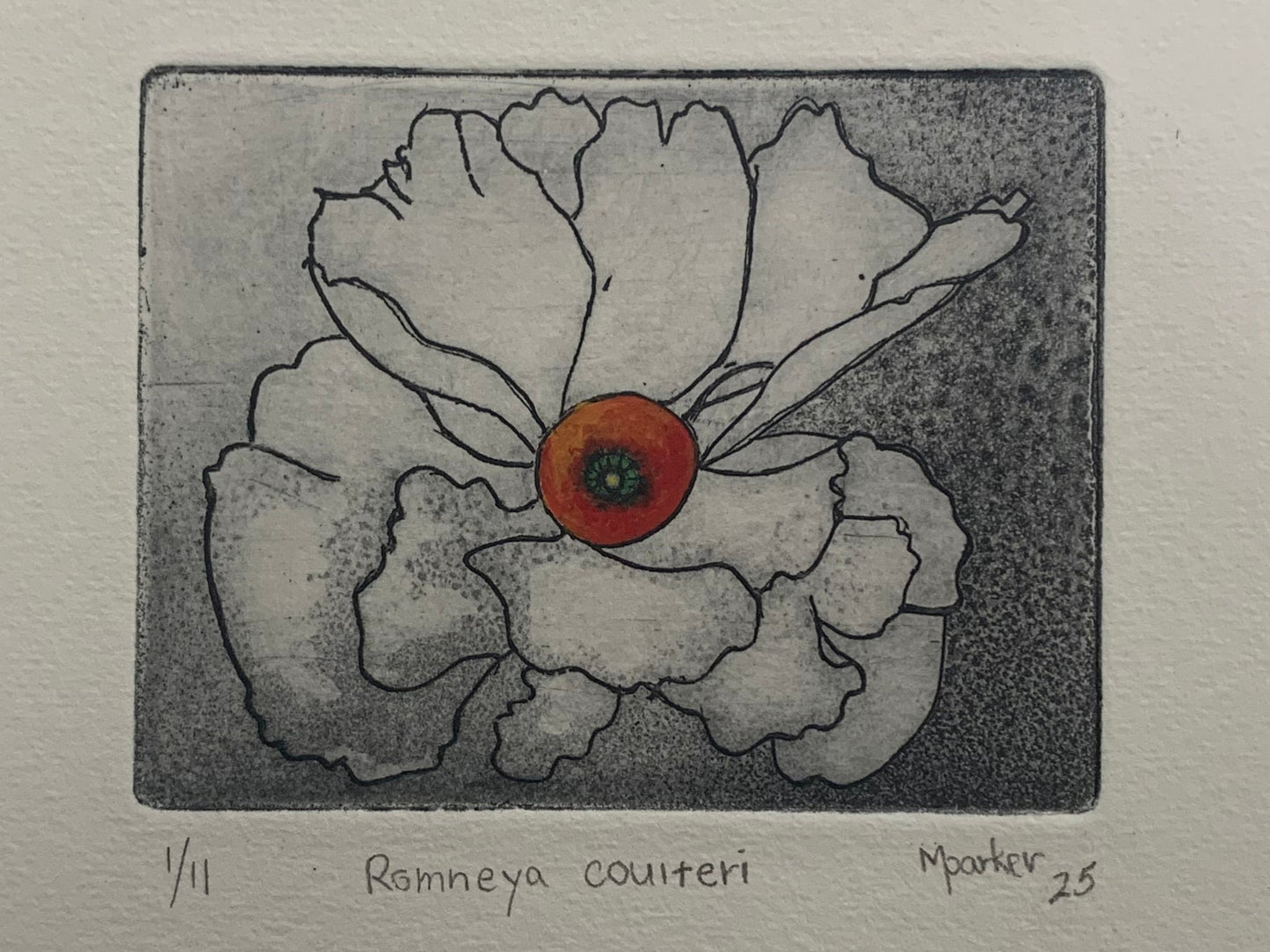 Romneya coulteri